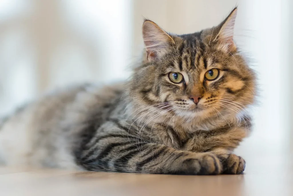 cat-breeds-family