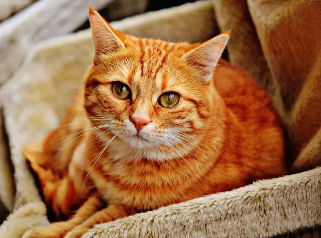 cat-breeds-guide